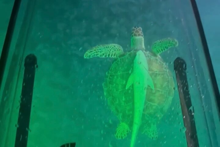 Night Kayak Tour St. Thomas - Westin Frenchman's Reef
