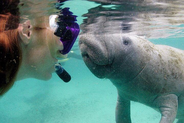 The 'OG' Manatee Snorkel Tour with In-Water Guide/Photographer