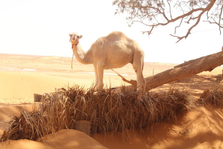 a day in Ksar Ghilane Star Wars Tours departing from Djerba