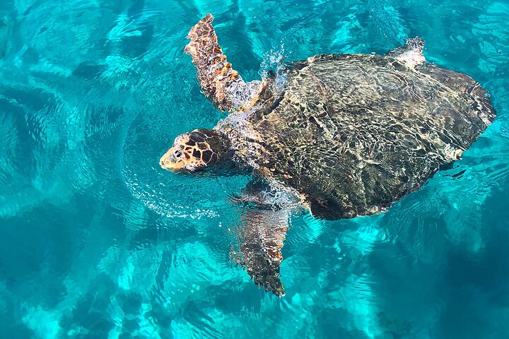 Zakynthos Private Cruise to Turtle Island, Keri Caves & Mizithres