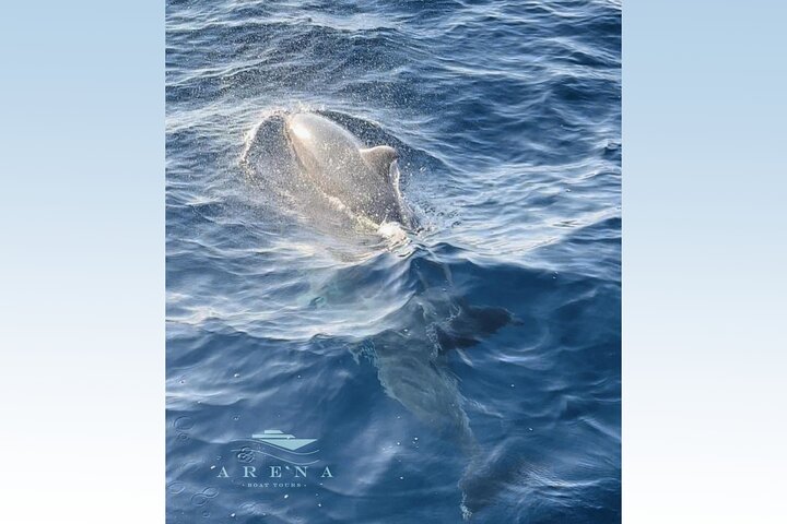 Fantastic DOLPHIN & SUNSET TOUR with dinner ( Pula-NP BRIJUNI )
