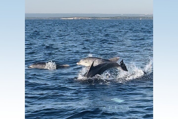 Fantastic DOLPHIN & SUNSET TOUR with dinner ( Pula-NP BRIJUNI )