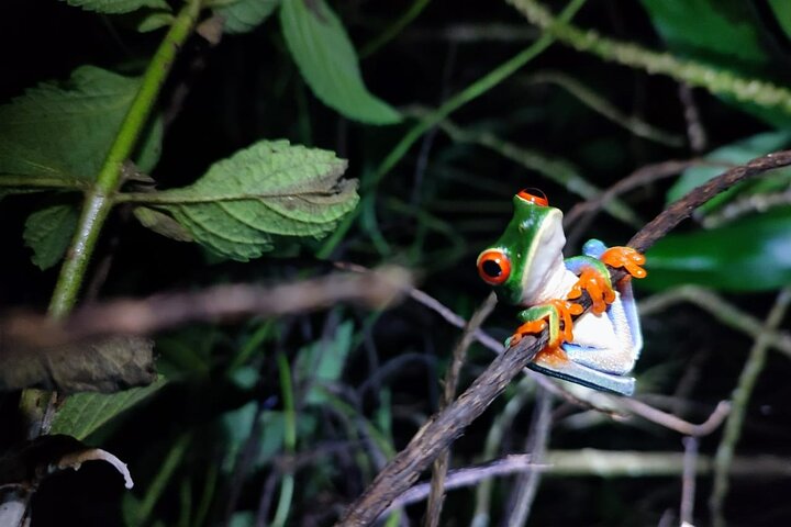 Rio Celeste, Sloth Watching & Waterfall Rainforest Experience