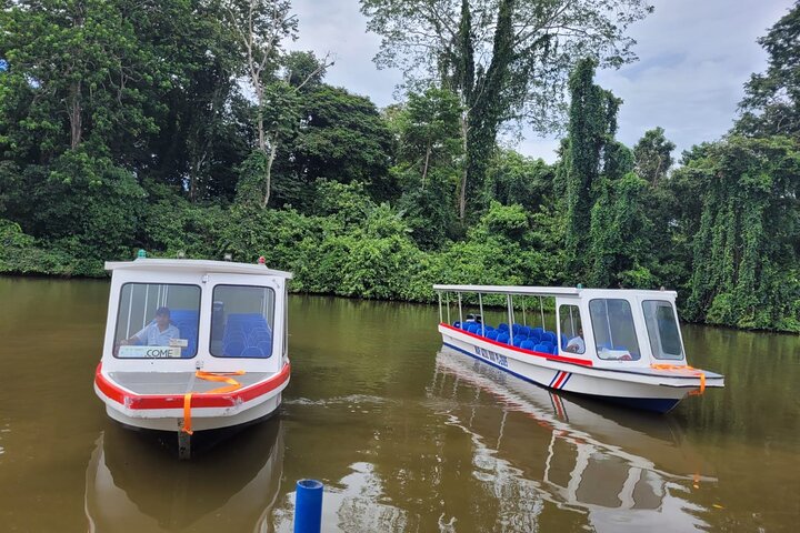 Limón Rainforest Hanging Bridges-Skywalk Tour & Tortuguero Canals
