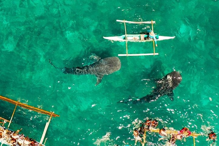 Oslob Whale Sharks and Moalboal Sardine Run, Sea Turtles Tour