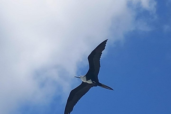 One-day boat trip to the lagoon of Guadeloupe