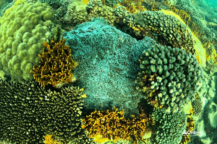 Phu Quoc: Discovery Snorkeling Tour with Island BBQ (Max 12 pax)