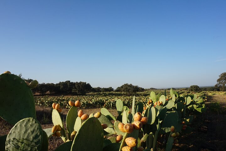 Cork & Prickly Pear Tour - Private Tour to the Heritage of Pepe Aromas