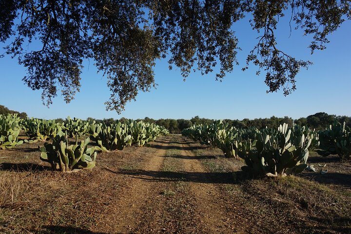 Cork & Prickly Pear Tour - Private Tour to the Heritage of Pepe Aromas