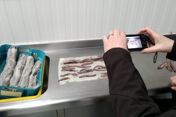 Tour to the Anchovies Factory and Santoña Marshes with Tasting
