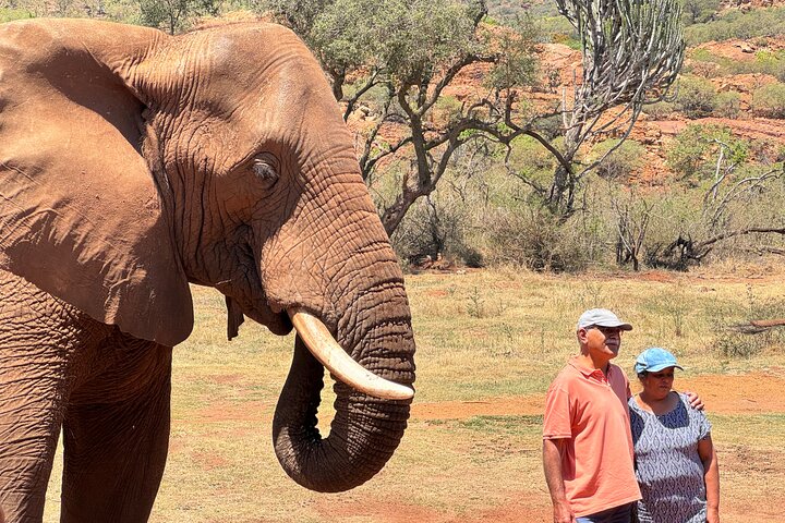 Elephant Sanctuary Tour from Johannesburg