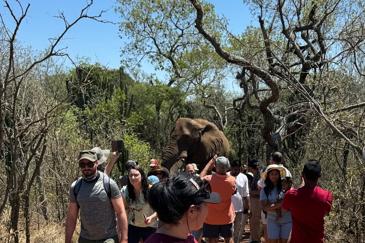 Elephant Sanctuary Tour from Johannesburg