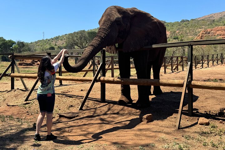 Elephant Sanctuary Tour from Johannesburg