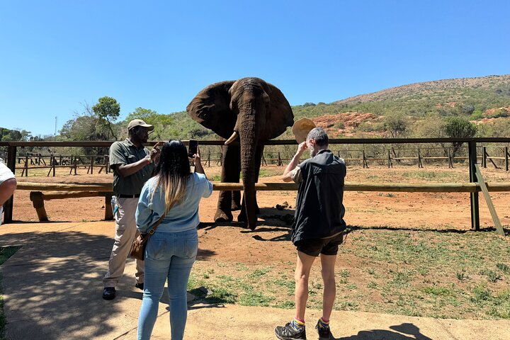 Elephant Sanctuary Tour from Johannesburg