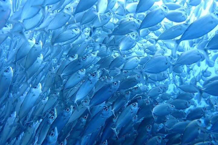Oslob Whale Sharks and Moalboal Sardine Run, Sea Turtles Tour