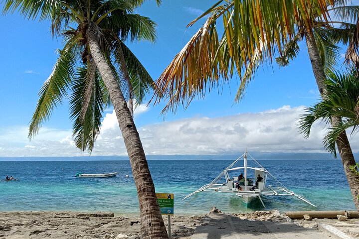 Oslob Whale Sharks and Moalboal Sardine Run, Sea Turtles Tour