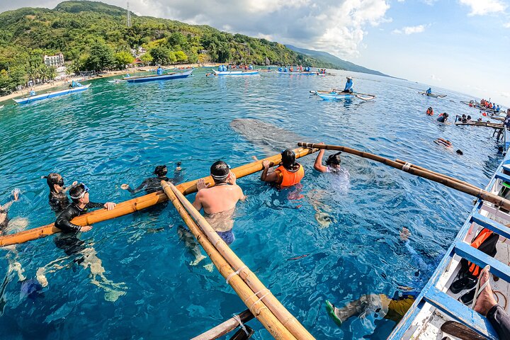 Oslob Whale Sharks and Moalboal Sardine Run, Sea Turtles Tour