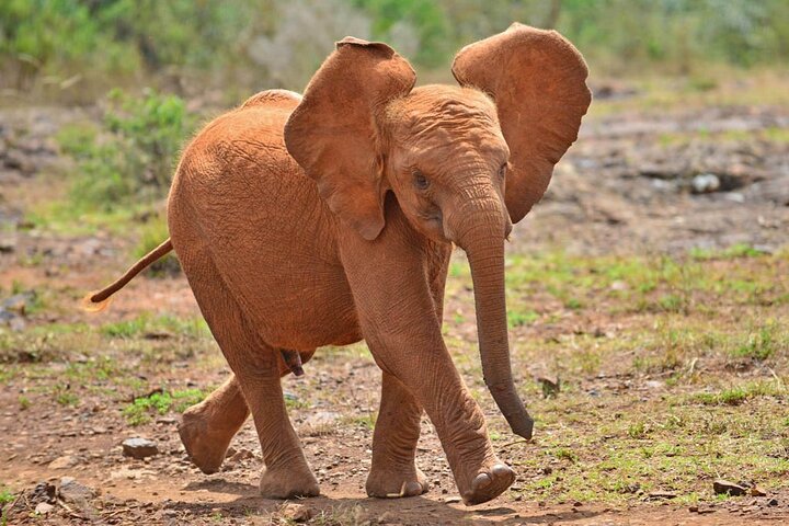 David Sheldrick Elephant Orphanage Half-Day Tour in Nairobi