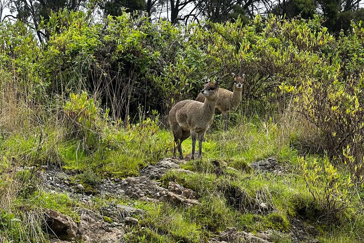 5-Day Northern Ethiopia Tour : 3D Simien Mountains Trek & Axum.