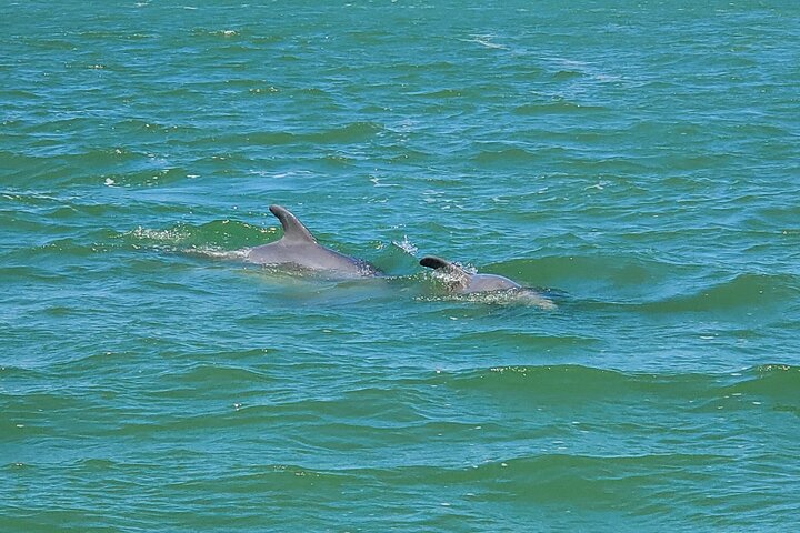 Fort Myers Beach Dolphin & Sightseeing Tour Refreshments Included
