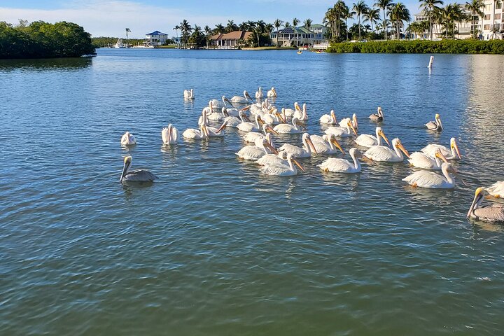 Fort Myers Beach Dolphin & Sightseeing Tour Refreshments Included