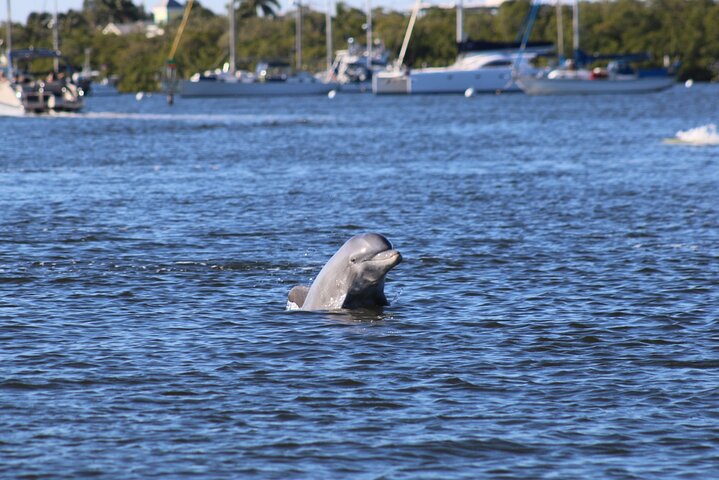 Fort Myers Beach Dolphin & Sightseeing Tour Refreshments Included