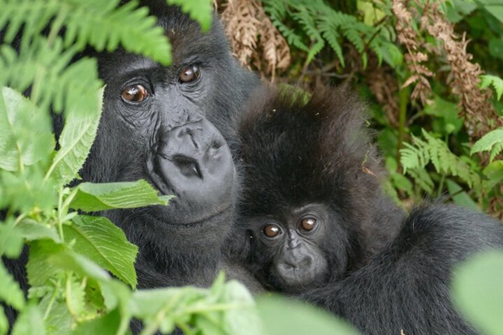1 Day Gorilla Trekking Experience in Volcanoes National Park