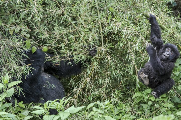 1 Day Gorilla Trekking Experience in Volcanoes National Park