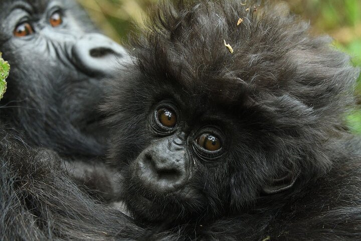 1 Day Gorilla Trekking Experience in Volcanoes National Park