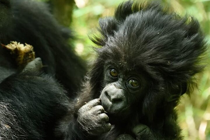 1 Day Gorilla Trekking Experience in Volcanoes National Park