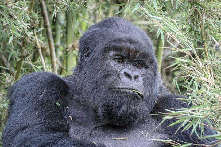 1 Day Gorilla Trekking Experience in Volcanoes National Park