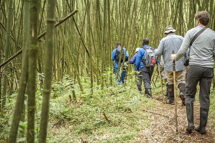 1 Day Gorilla Trekking Experience in Volcanoes National Park