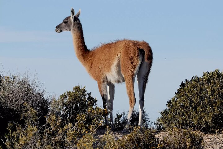 Private Tour for Punta Tombo Cruise Ships