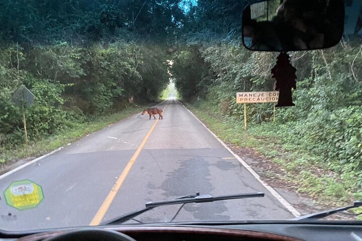 Full Day Tikal Sunrise Tour from Flores and Archaeological Tour