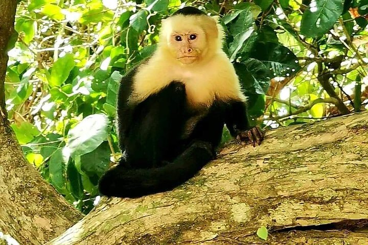 Rio Celeste, Sloth Watching & Waterfall Rainforest Experience