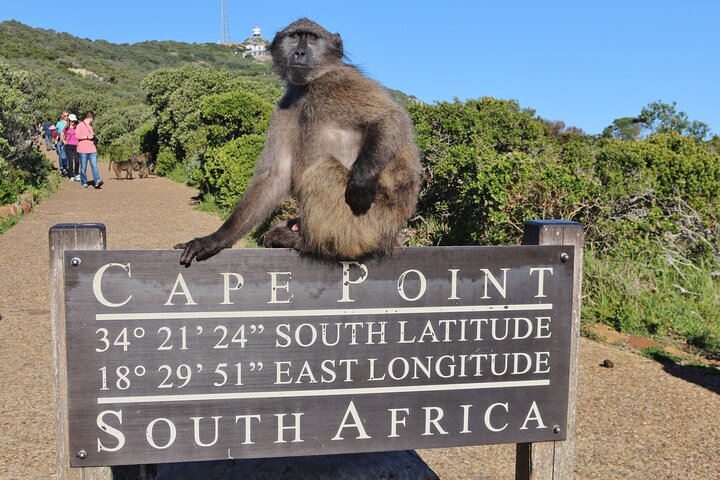 Table Mountain, Penguins & Cape Point Group Tour from Cape Town
