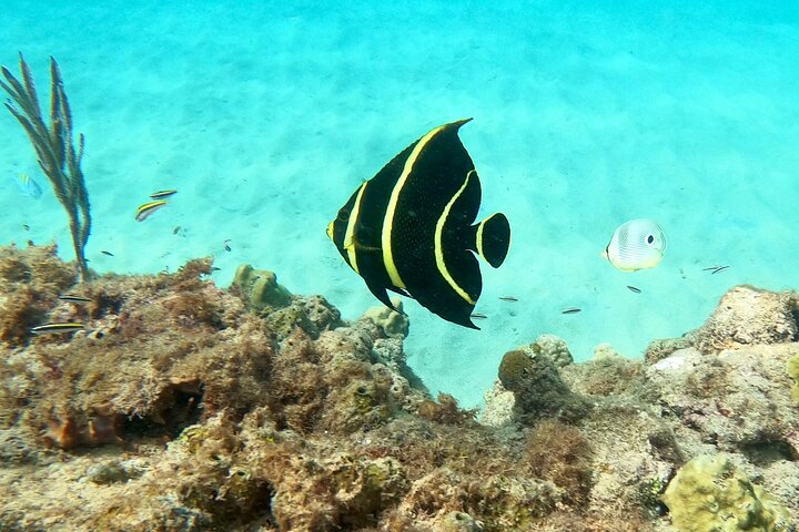 Snorkeling Aguadilla for Families with Children