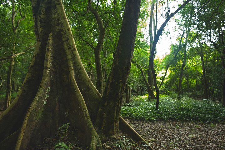 Bolaven Plateau Waterfall Trek in Pakse