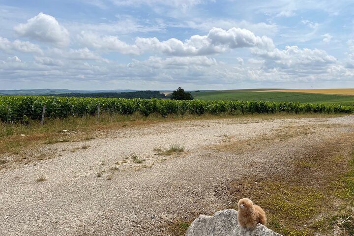 Burgundy Wine & Cheese Tasting Private Day Trip 15 glasses