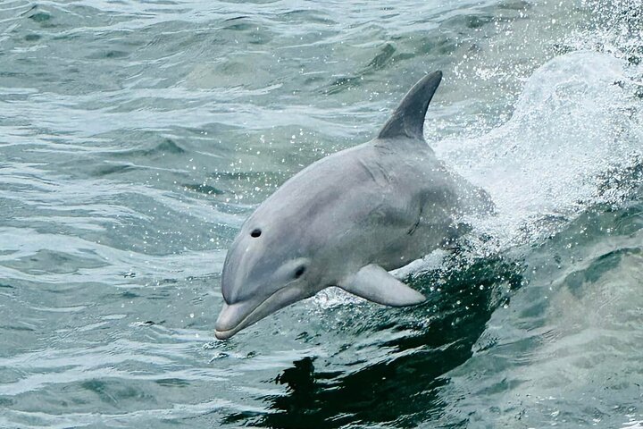 Pensacola Beach Dolphin Cruise + Beach Stop + Reef Snorkeling