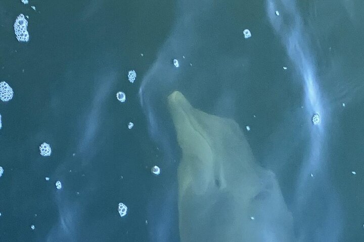 Cocoa Beach Dolphin and Wildlife Tour