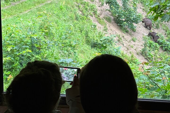 Bear Watching In Brasov: Observe Wild Bears From A Hideout (100%)