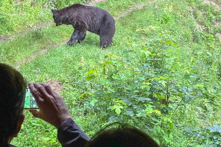 Bear Watching In Brasov: Observe Wild Bears From A Hideout (100%)