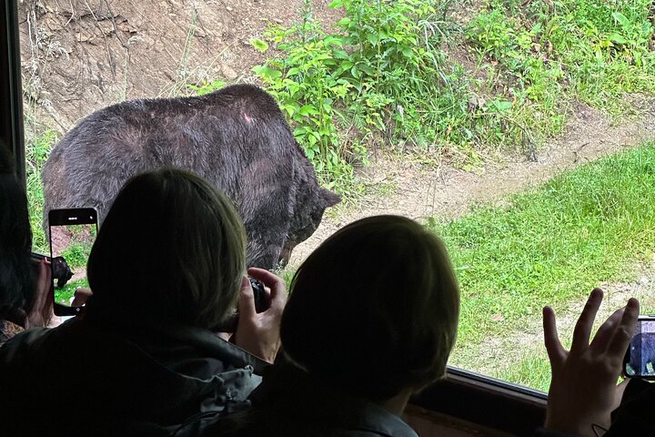 Bear Watching In Brasov: Observe Wild Bears From A Hideout (100%)