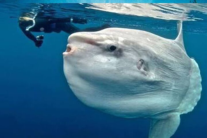 Swim with Manta Rays : Snorkeling Day Trip from Bali