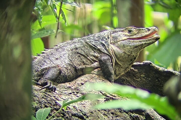 Manuel Antonio National Park : Guided tour with TICKET INCLUDED
