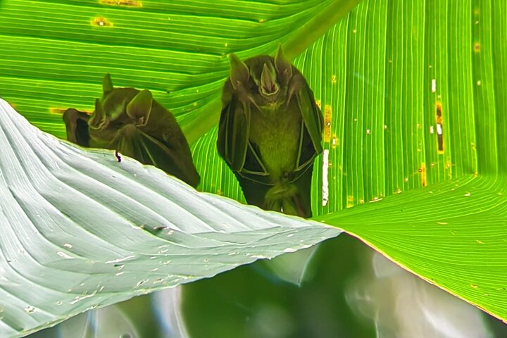 Manuel Antonio National Park : Guided tour with TICKET INCLUDED