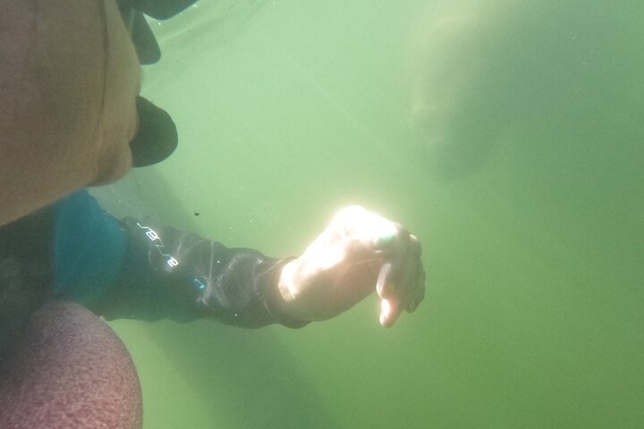 3 Hour Small Group All Inclusive Manatee Swim with free Photo pkg