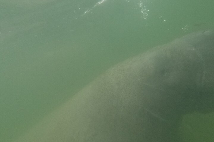 3 Hour Small Group All Inclusive Manatee Swim with free Photo pkg