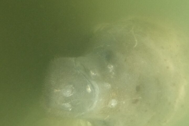 3 Hour Small Group All Inclusive Manatee Swim with free Photo pkg